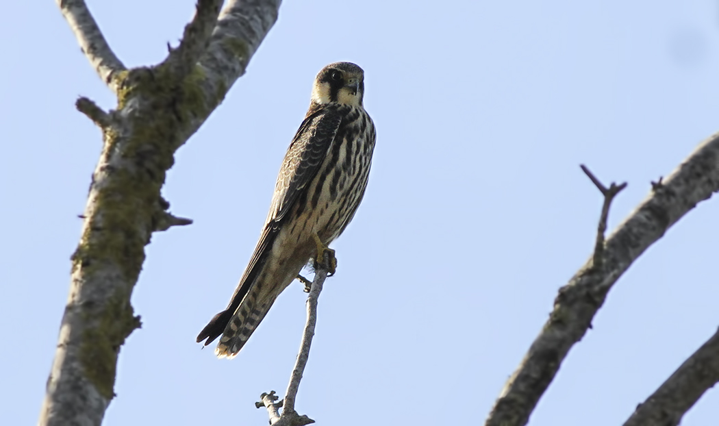 Eurasian Hobby