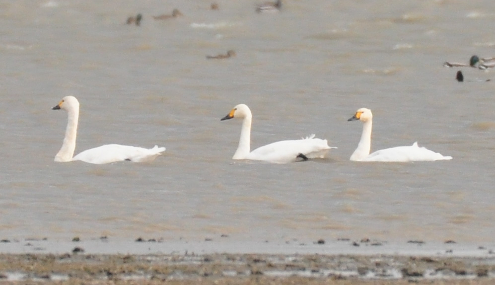 Tundra Swan