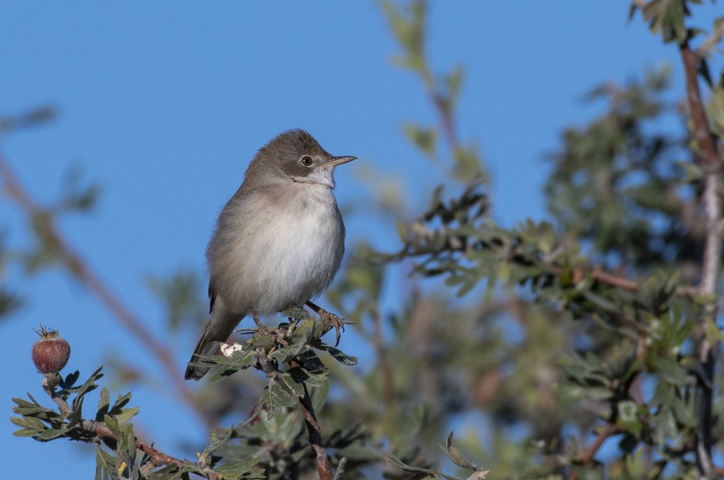 Common Whitethroat