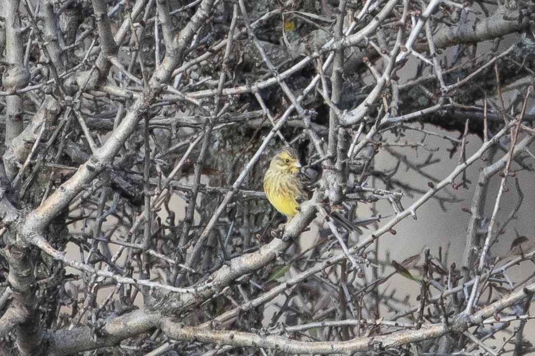 Yellowhammer