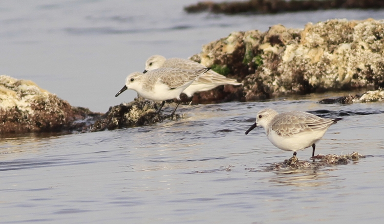 Sanderling