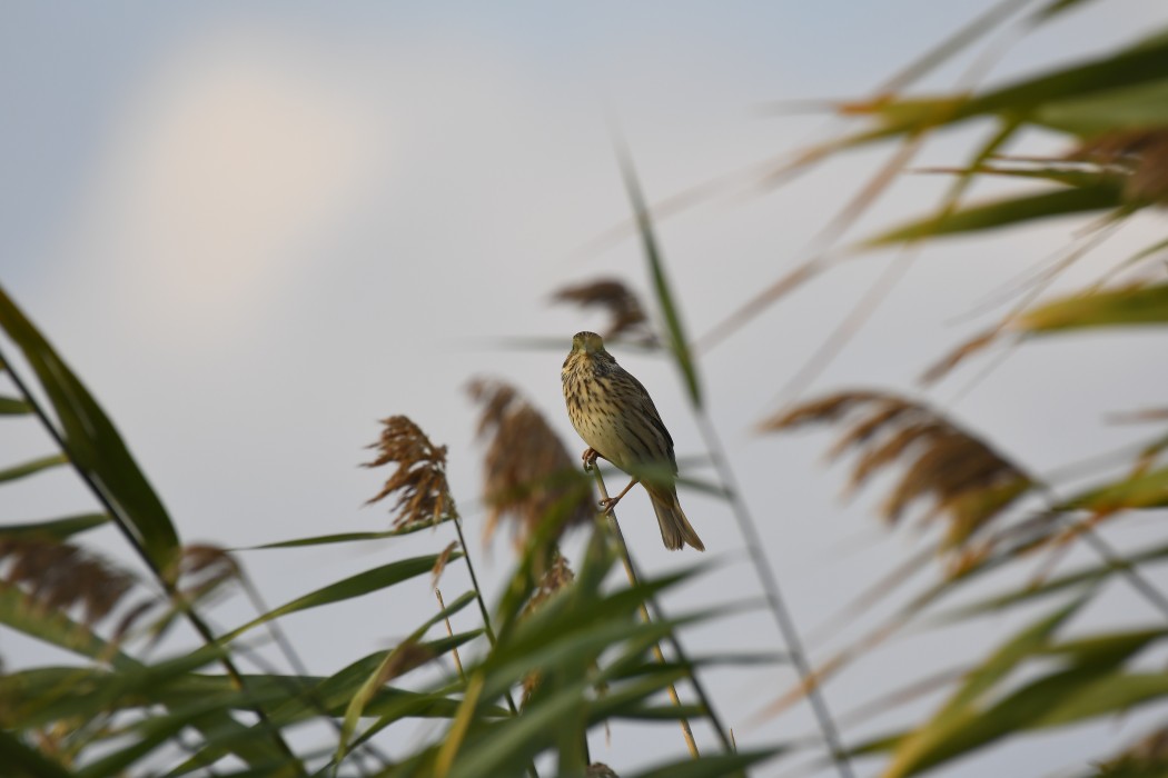 Yellowhammer