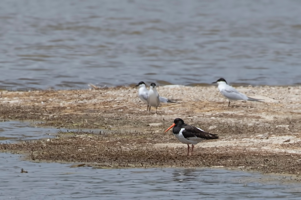 Eurasian Oystercatcher