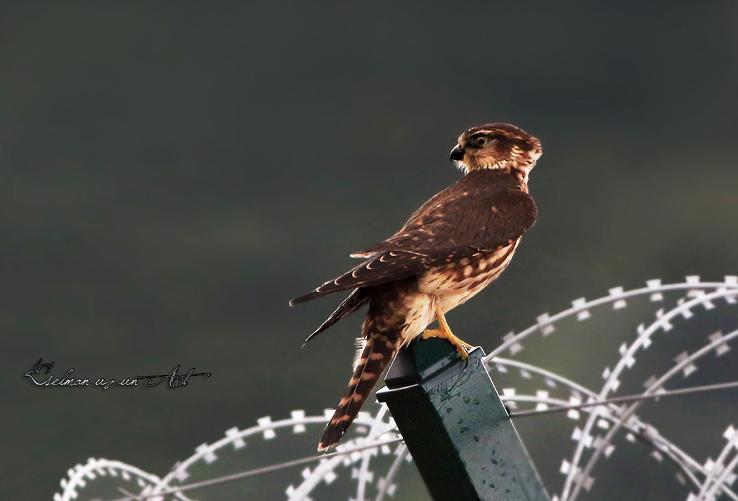 Merlin