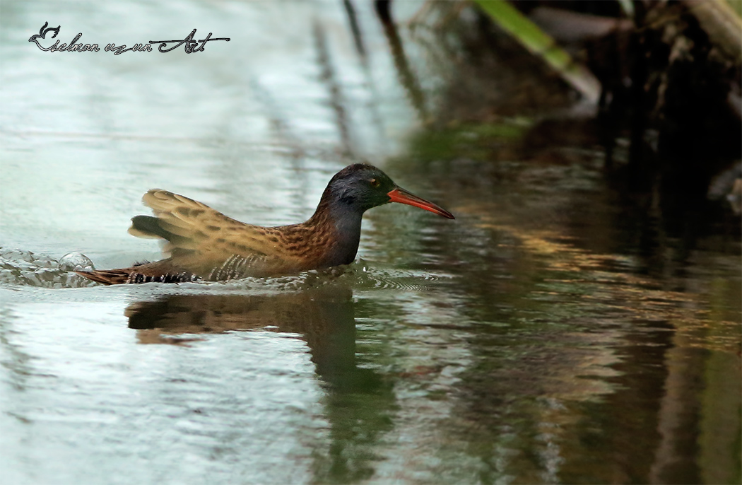 Water Rail