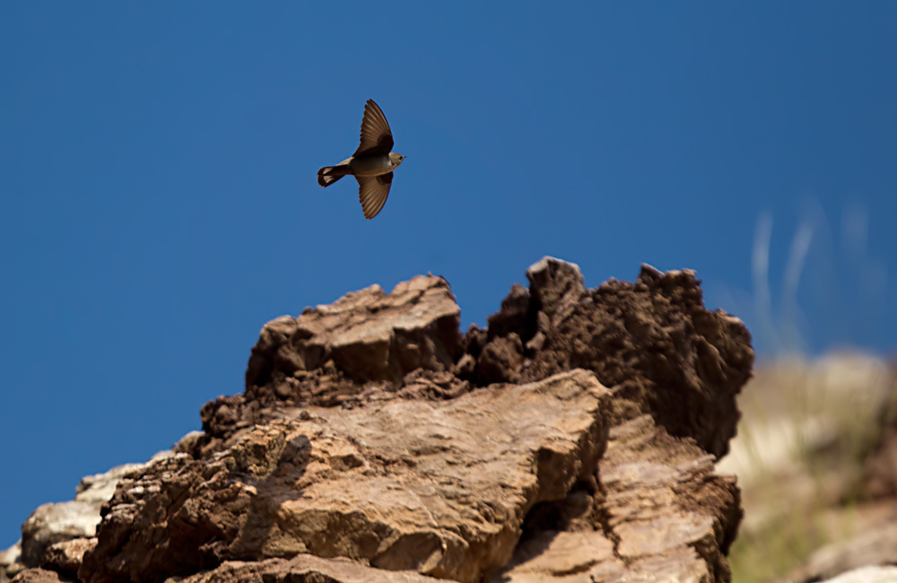 Eurasian Crag Martin