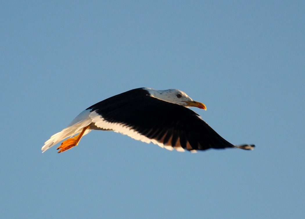 Lesser Black-backed Gull