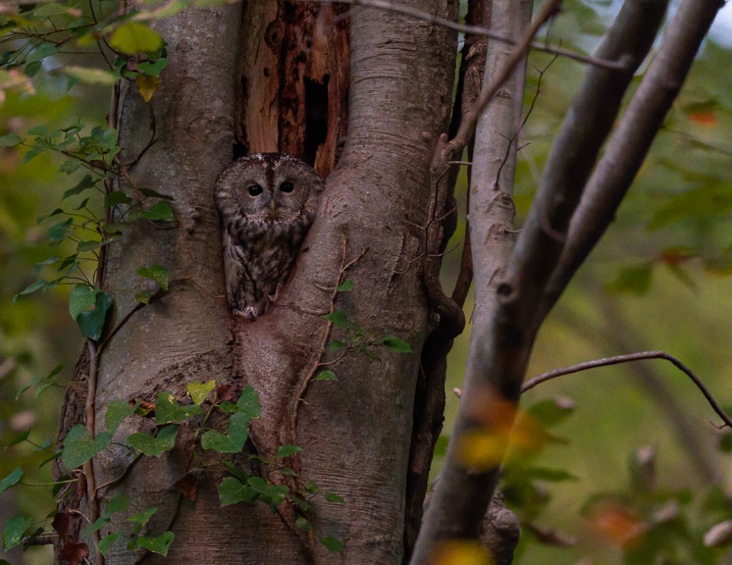Tawny Owl