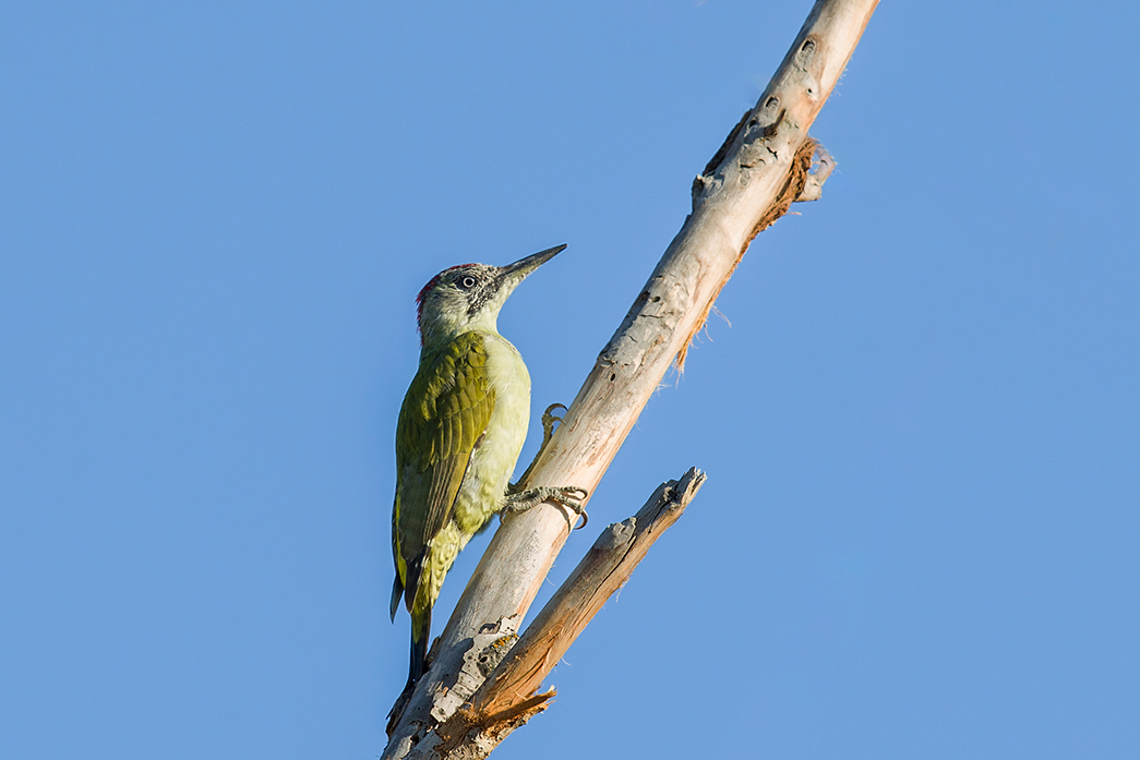 European Green Woodpecker