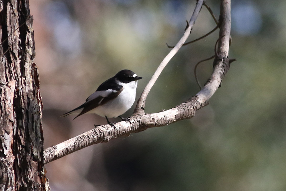 Semicollared Flycatcher