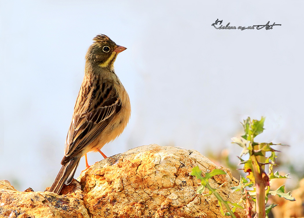 Ortolan Bunting