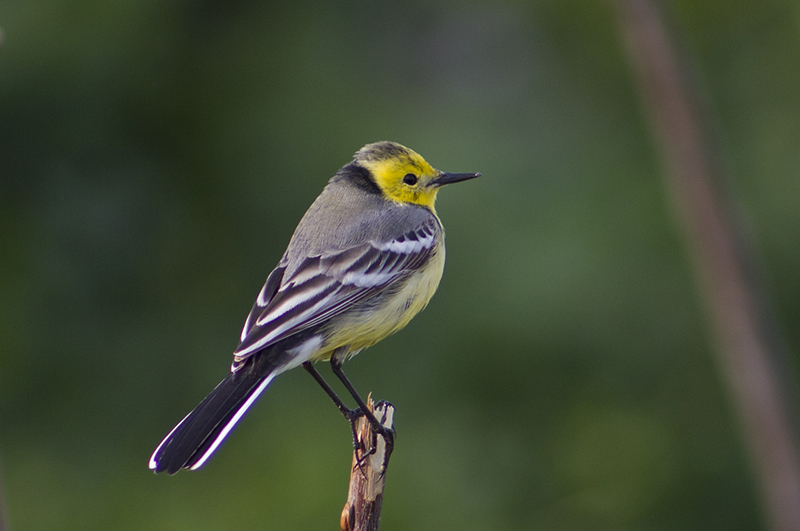 Citrine Wagtail