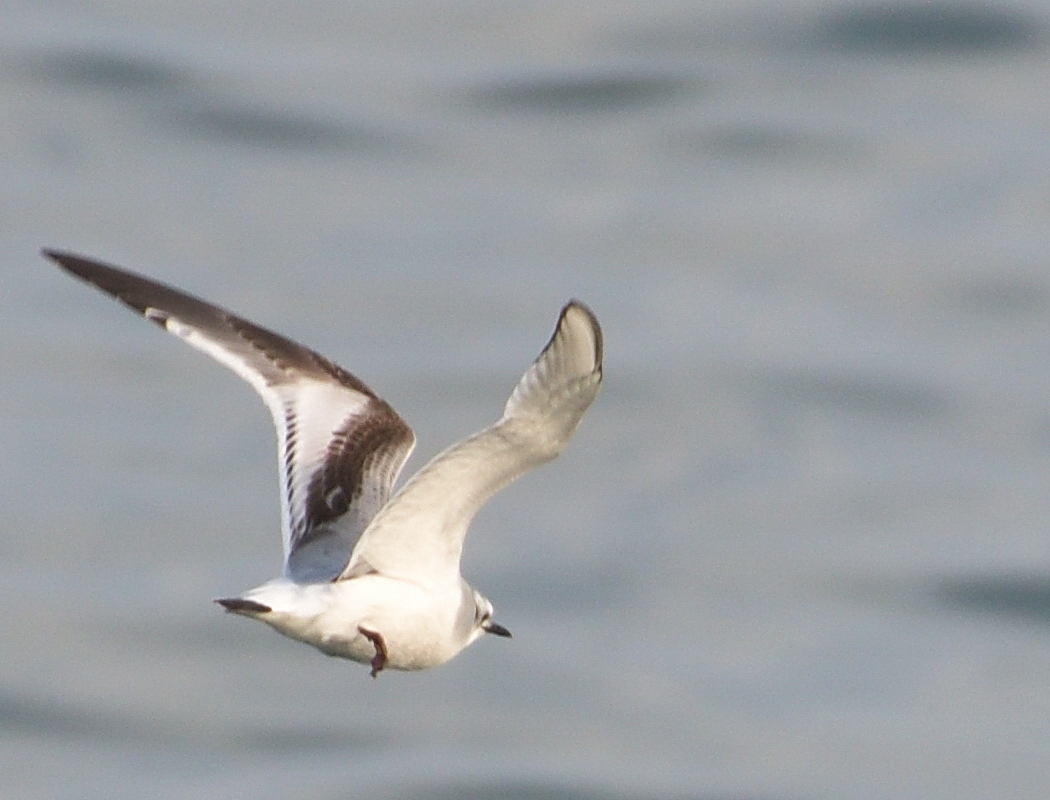 Little Gull
