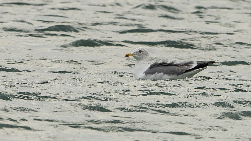 Lesser Black-backed Gull