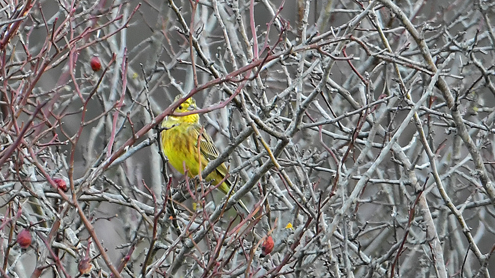 Yellowhammer