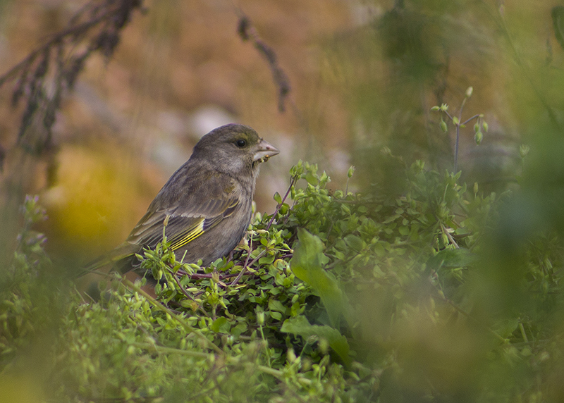 European Greenfinch