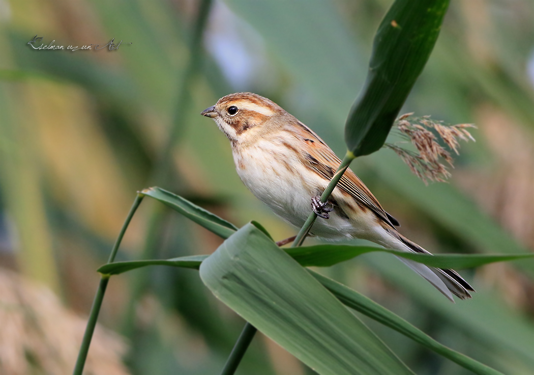 Common Reed Bunting