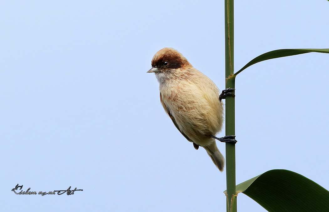 Eurasian Penduline Tit