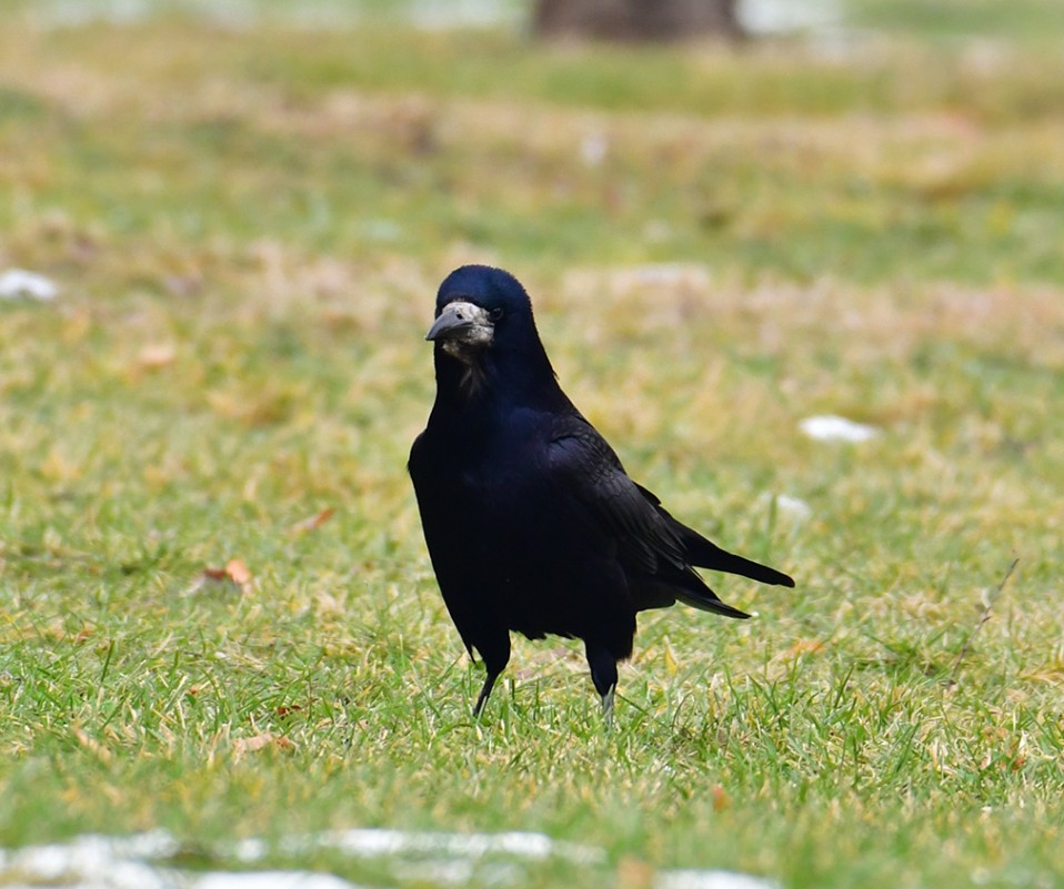 Rook