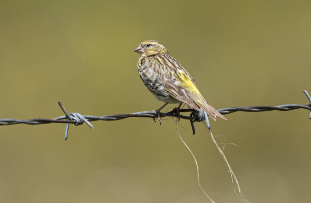 European Serin