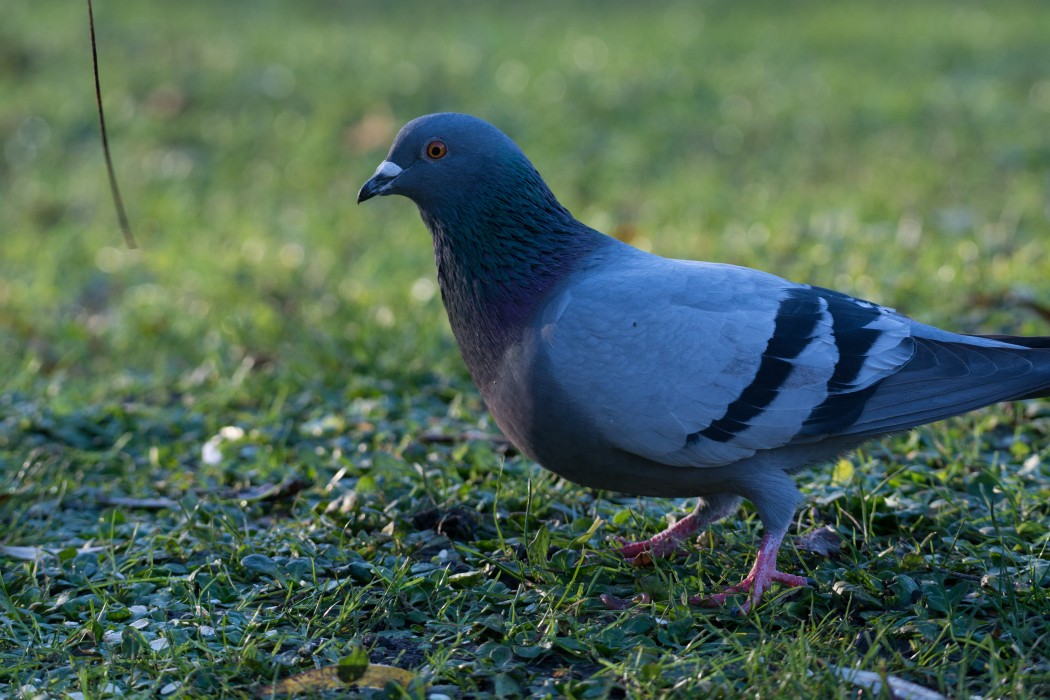 Rock Dove