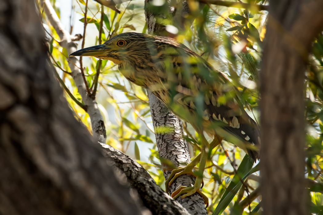Black-crowned Night Heron