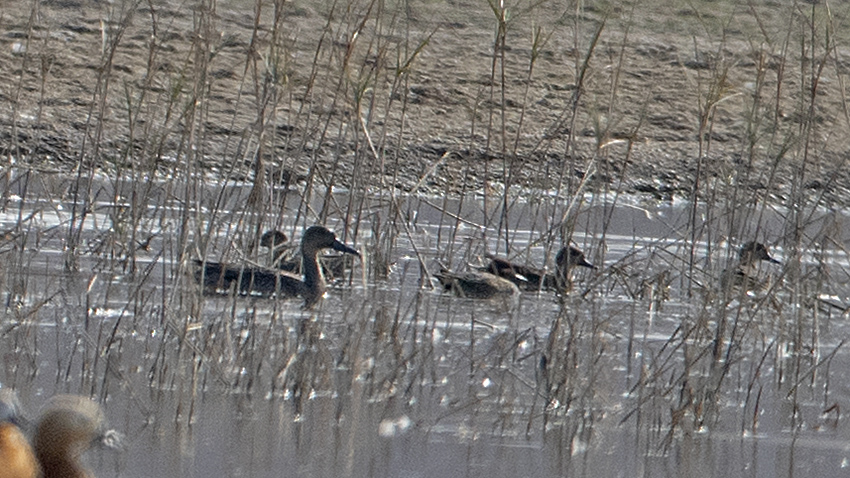 Gadwall