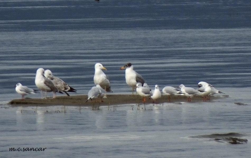 Pallas`s Gull