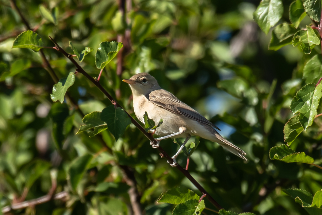 Eastern Olivaceous Warbler