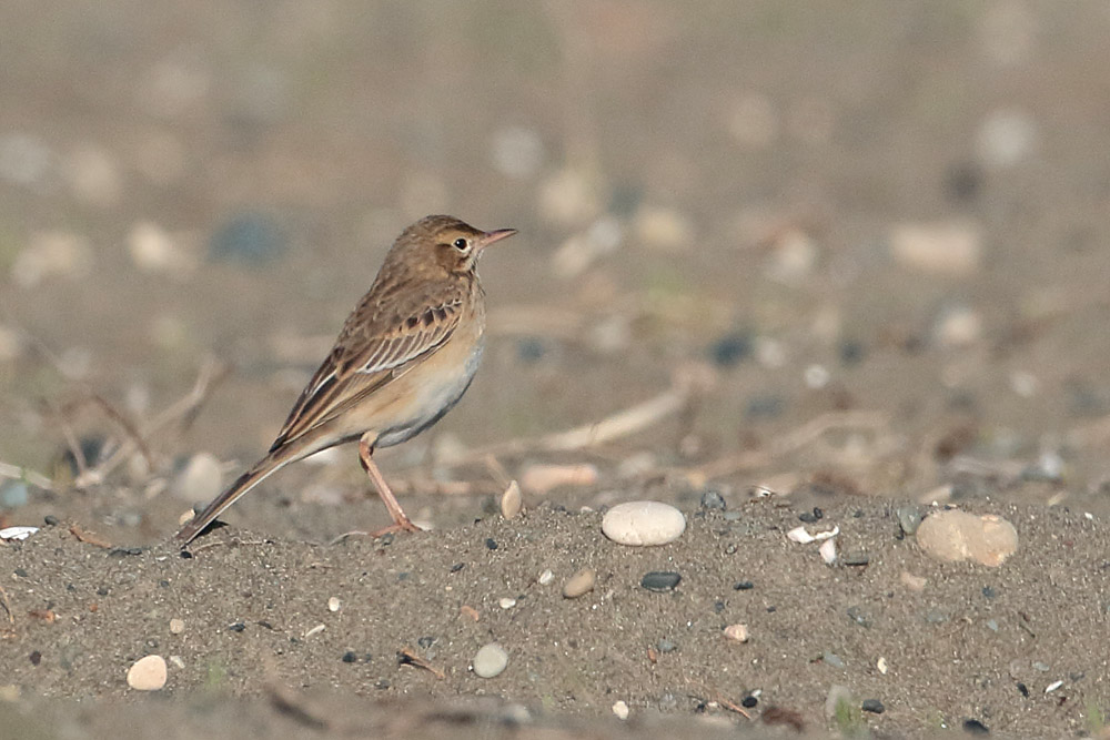 Richard`s Pipit
