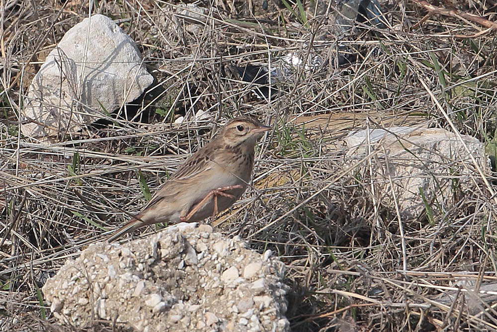 Blyth`s Pipit