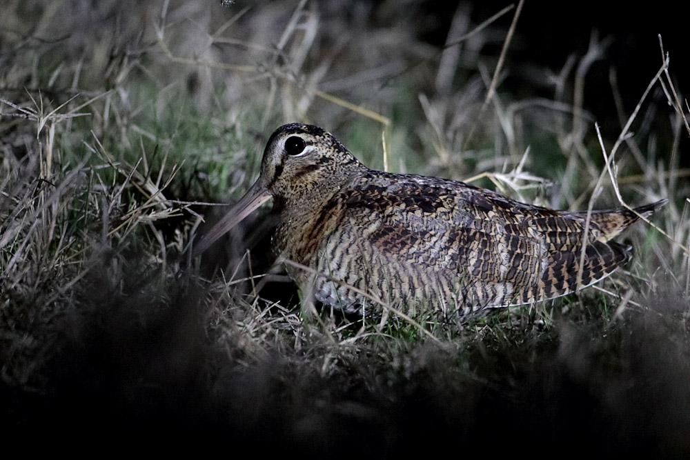 Eurasian Woodcock