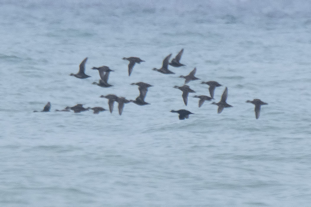 Common Scoter