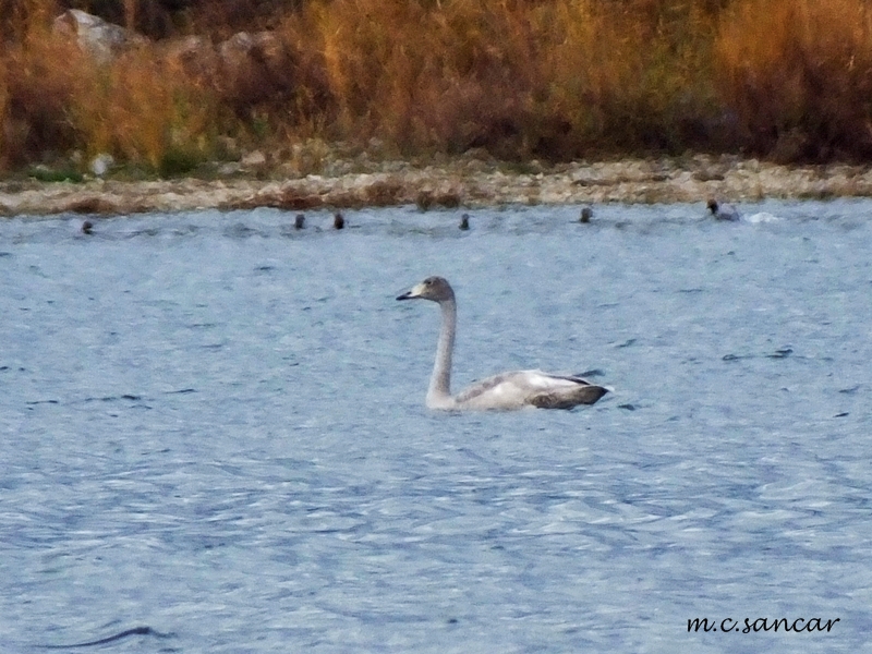 Whooper Swan