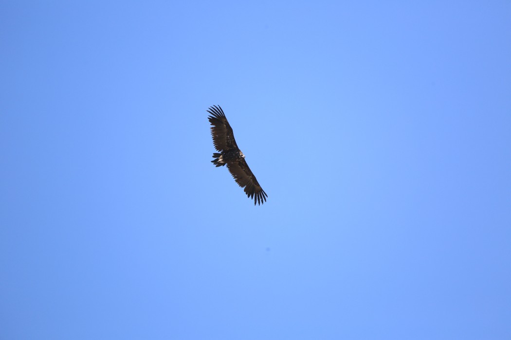 Cinereous Vulture
