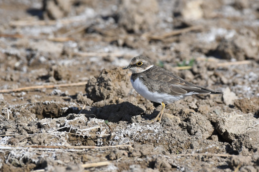 Little Ringed Plover