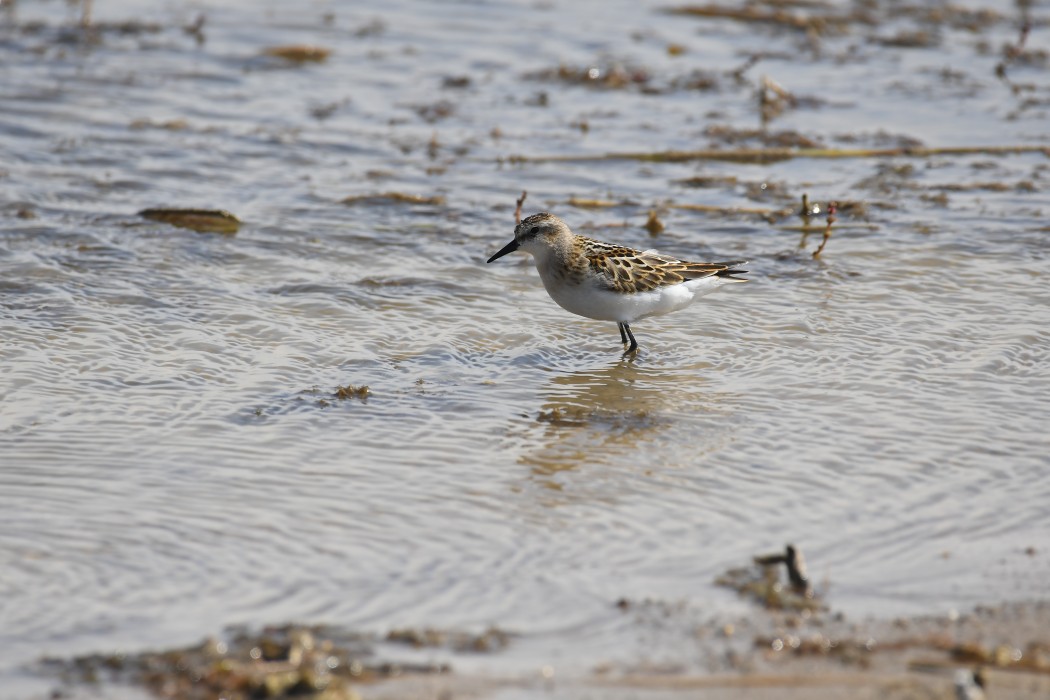 Little Stint