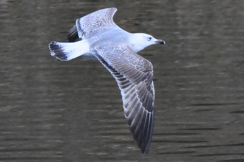 Caspian Gull
