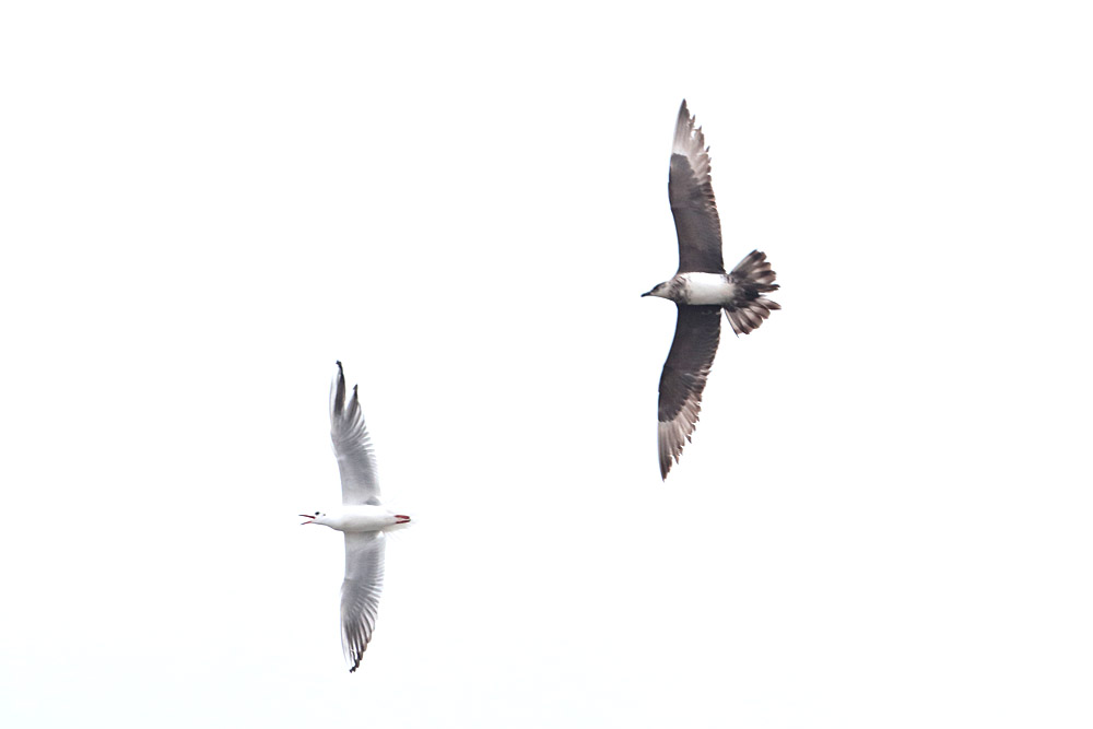 Parasitic Jaeger
