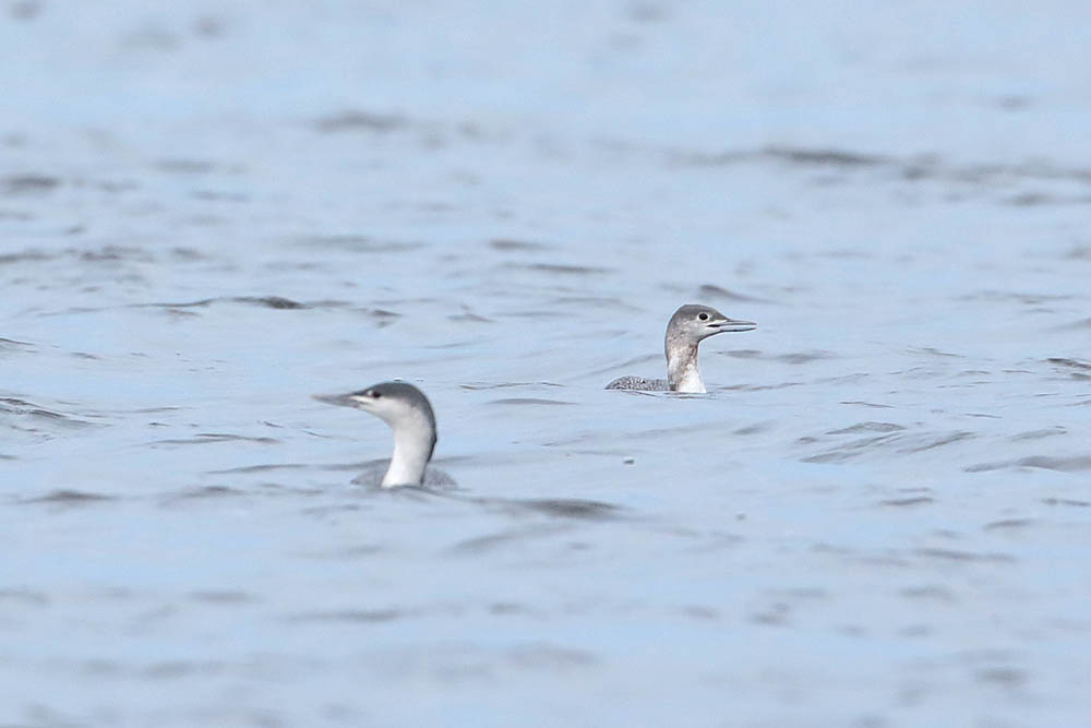 Red-throated Loon