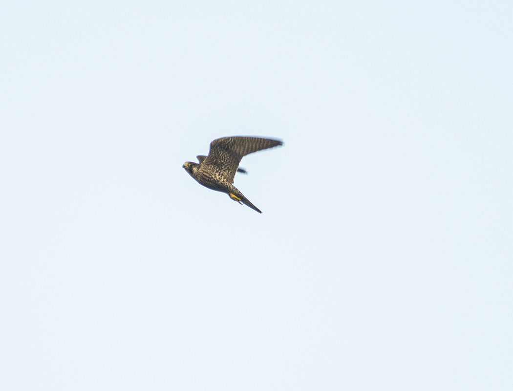 Eleonora`s Falcon