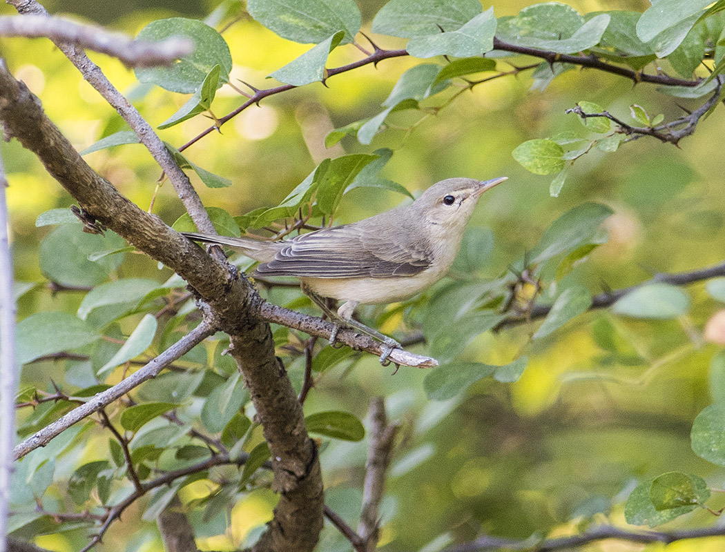 Icterine Warbler