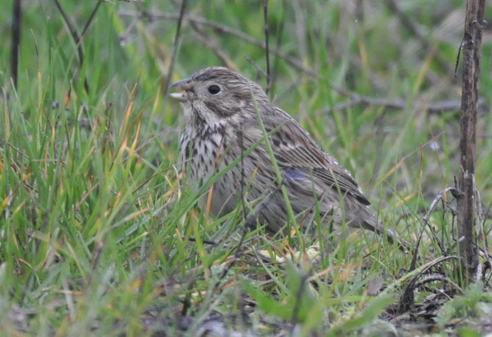 Corn Bunting