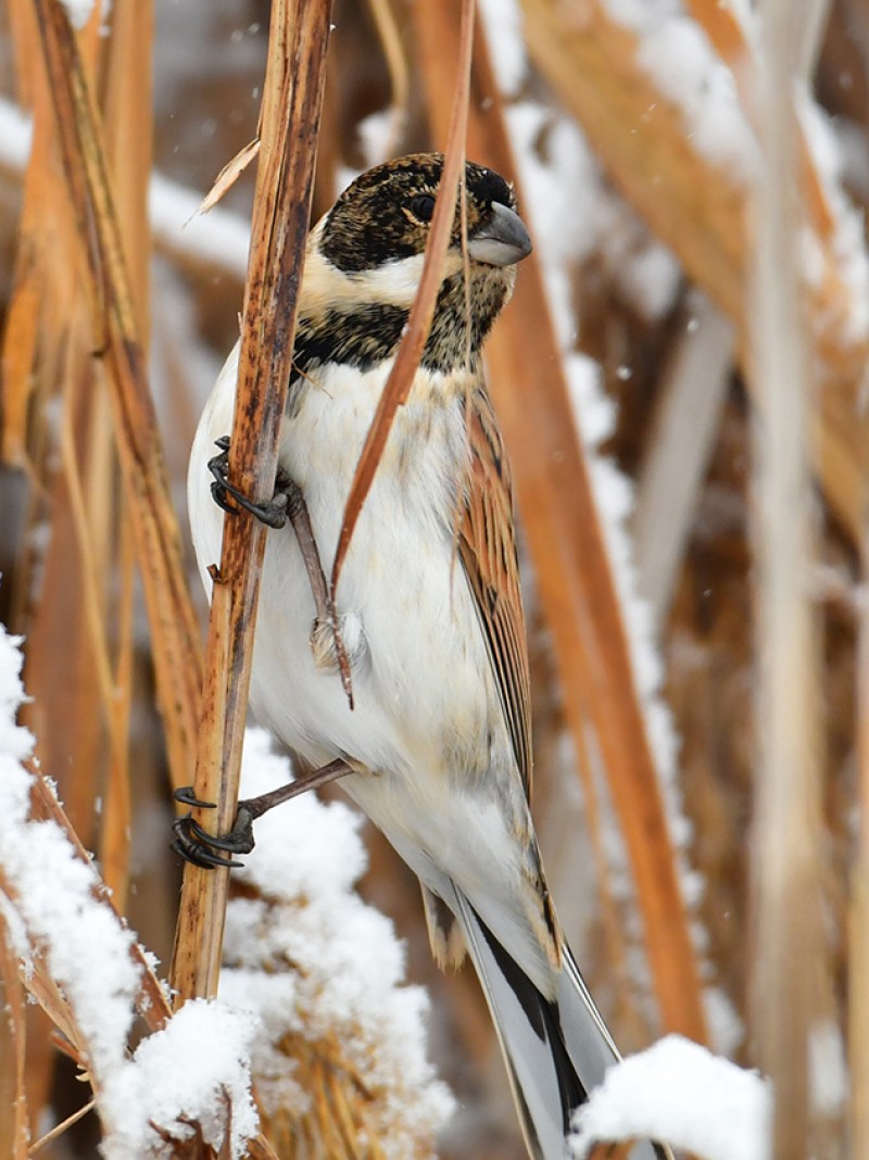 Common Reed Bunting