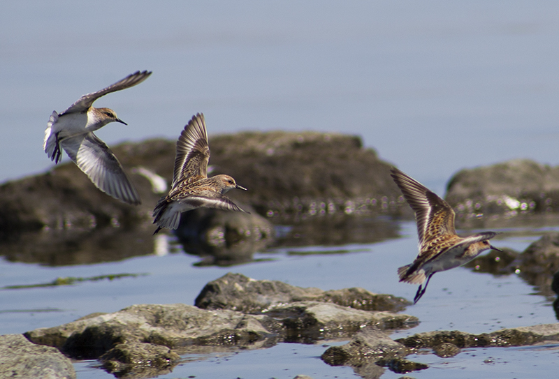 Little Stint