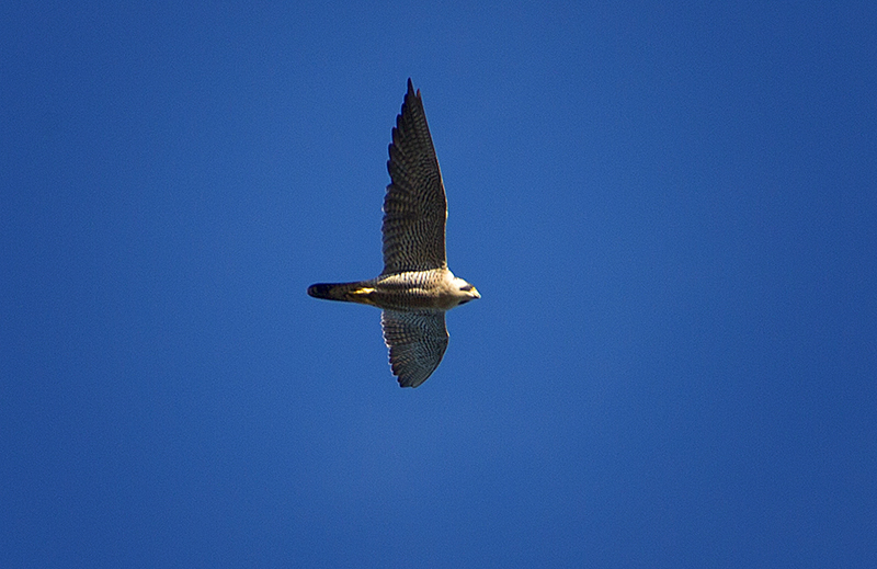 Peregrine Falcon