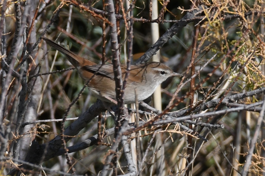Cetti`s Warbler