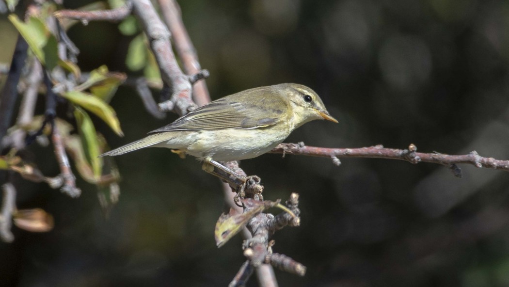 Willow Warbler