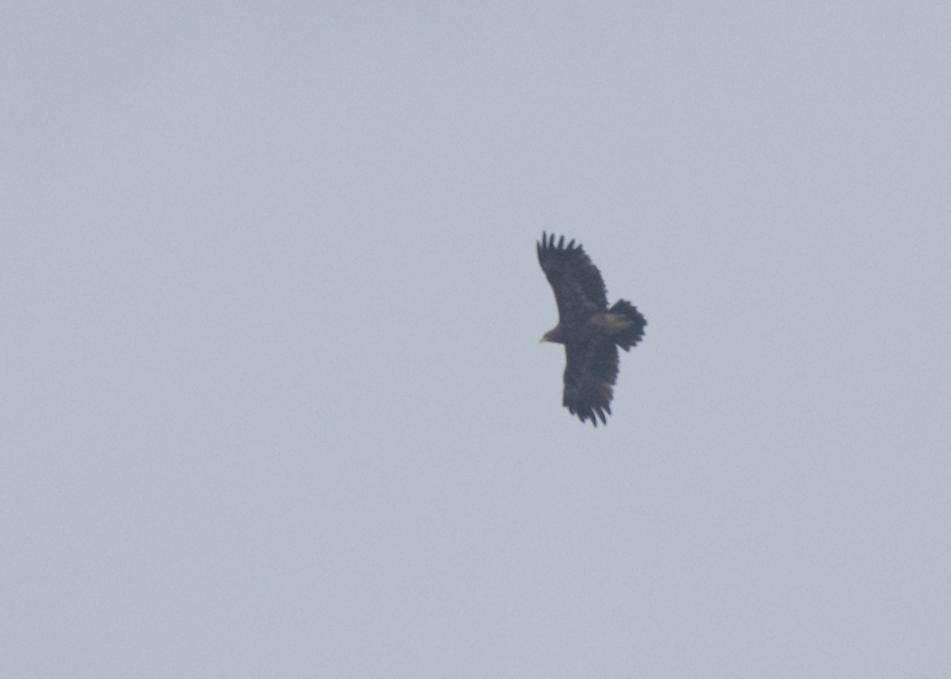Lesser Spotted Eagle