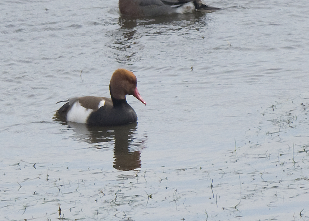 Red-crested Pochard